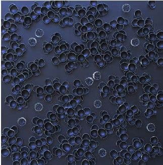 PEACE IN THE CHAOS - LARISA SAFARYAN - 1